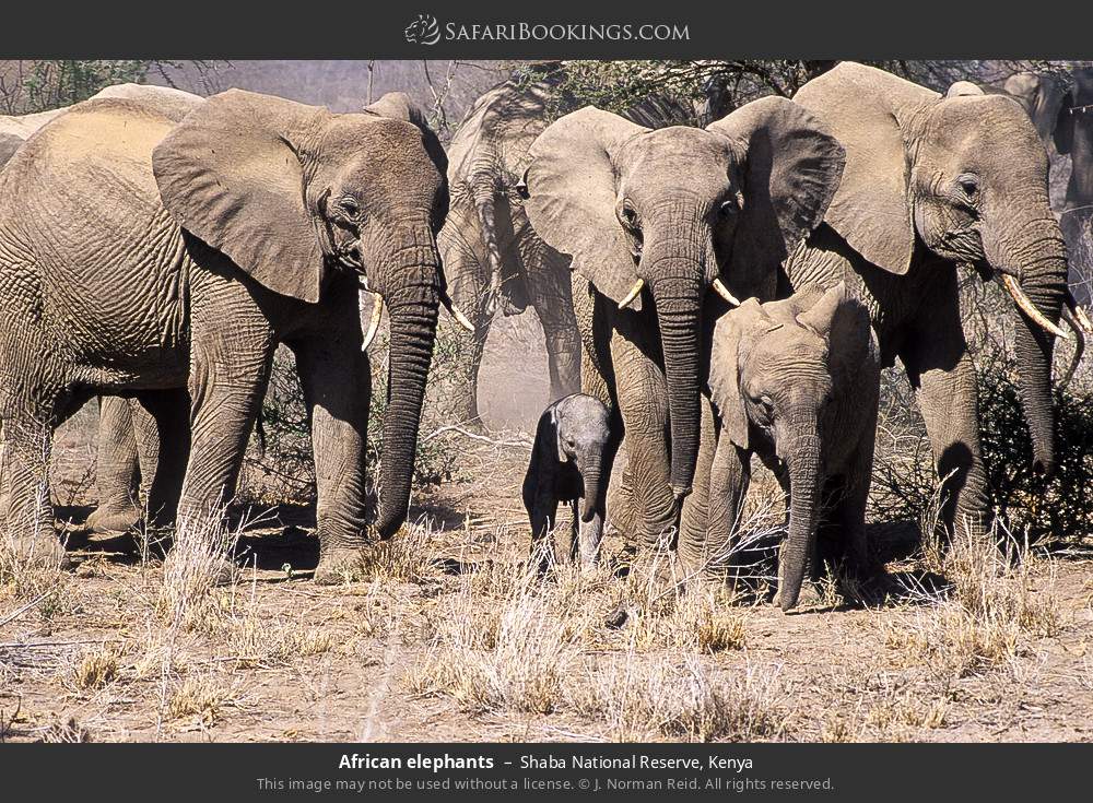 Herd of African elephants in Shaba National Reserve, Kenya