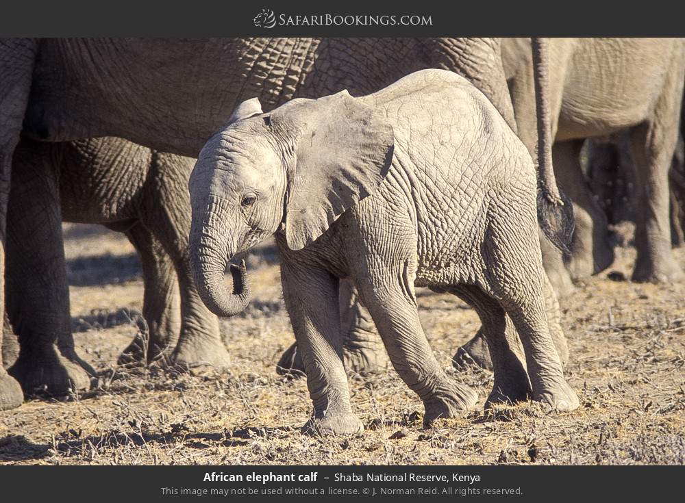African elephant calf in Shaba National Reserve, Kenya