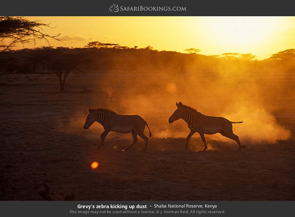 Grevy's zebras kicking up dust in Shaba National Reserve, Kenya