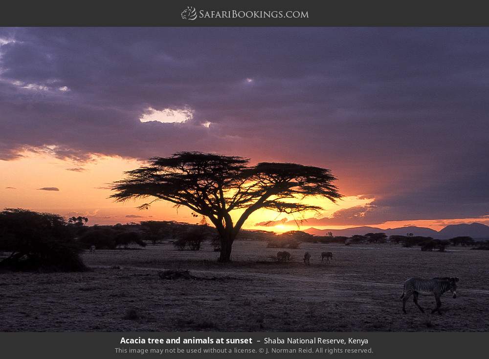 Acacia tree and animals at sunset in Shaba National Reserve, Kenya