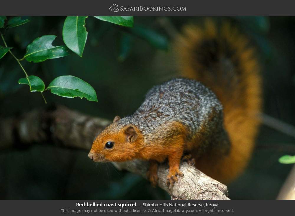 Red-bellied coast squirrel in Shimba Hills National Reserve, Kenya