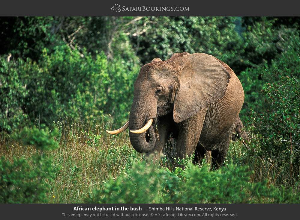 African elephants in the bush in Shimba Hills National Reserve, Kenya