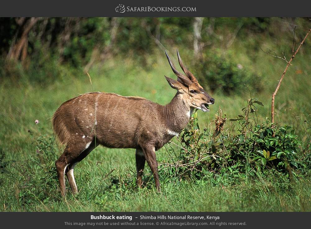 Bushbuck eating in Shimba Hills National Reserve, Kenya