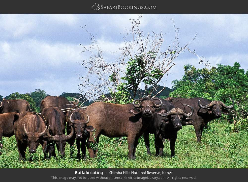 Buffalo eating in Shimba Hills National Reserve, Kenya