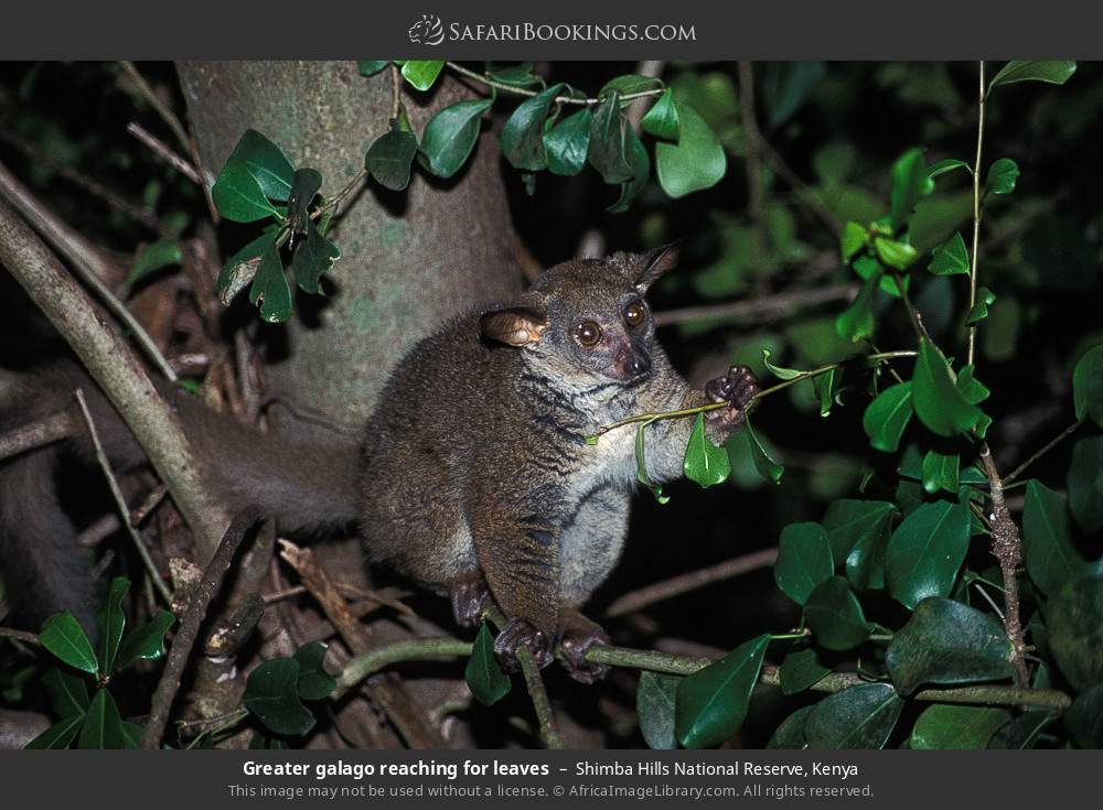Greater galago in Shimba Hills National Reserve, Kenya