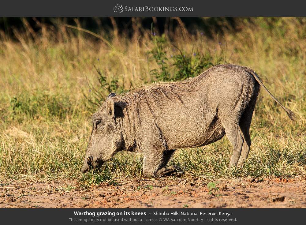 Warthog grazing on its knees in Shimba Hills National Reserve, Kenya