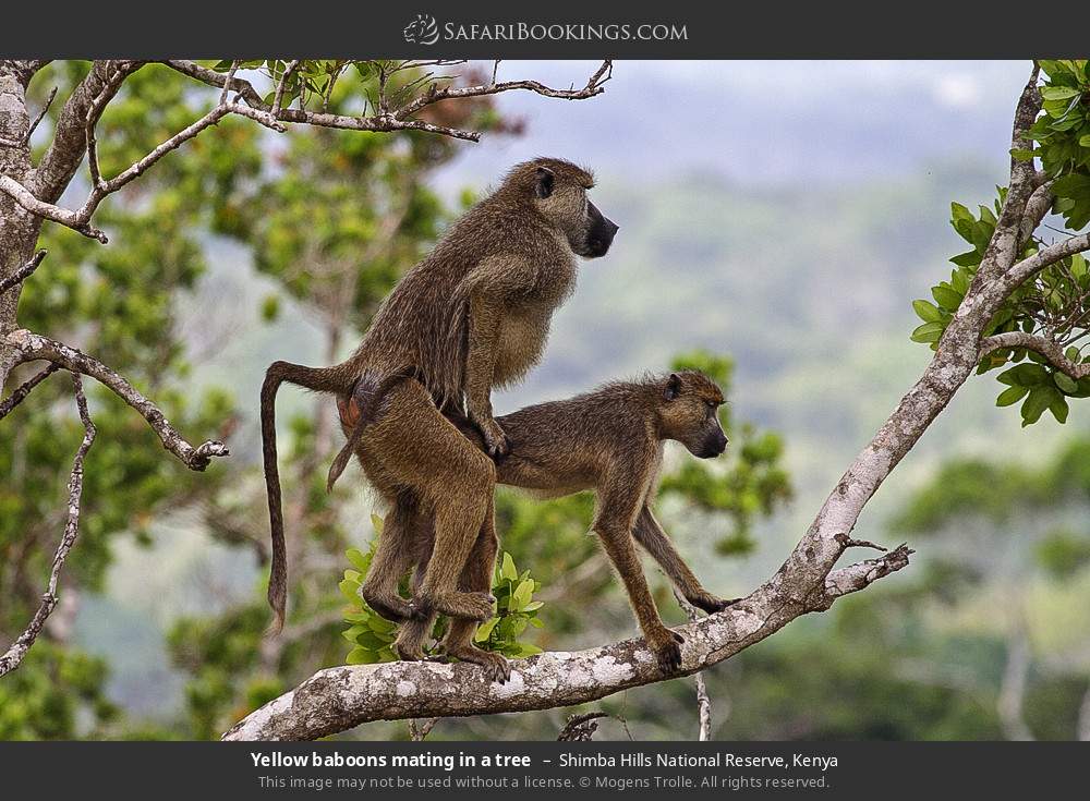 Yellow baboons mating in a tree in Shimba Hills National Reserve, Kenya