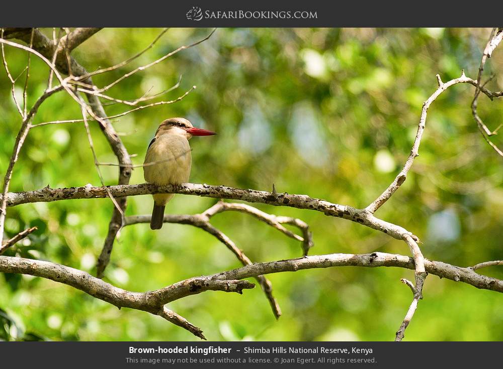 Brown-hooded kingfisher in Shimba Hills National Reserve, Kenya