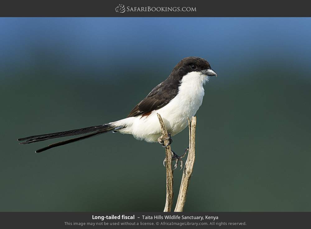 Long-tailed fiscal in Taita Hills Wildlife Sanctuary, Kenya