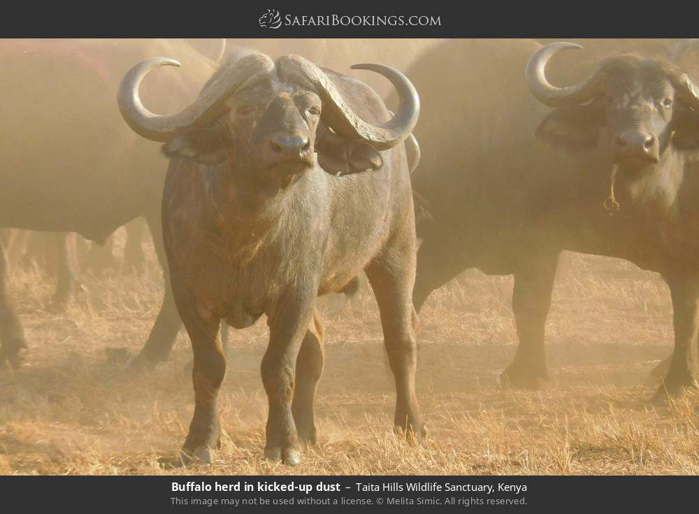 Buffalo herd in kicked-up dust in Taita Hills Wildlife Sanctuary, Kenya