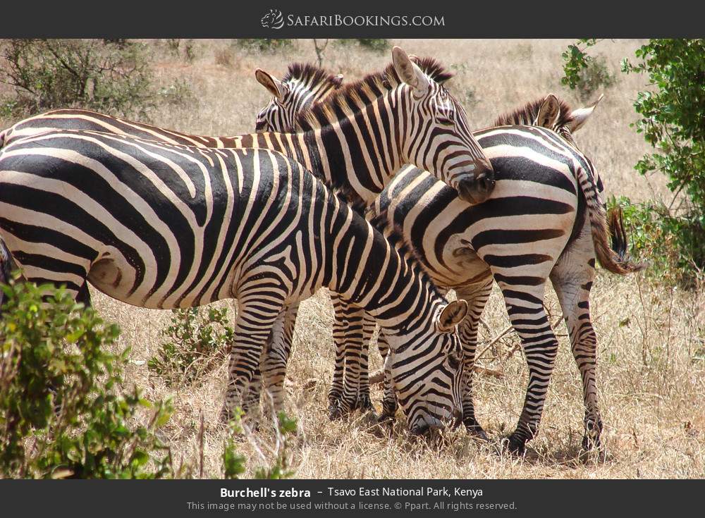Plains zebras in Tsavo East National Park, Kenya