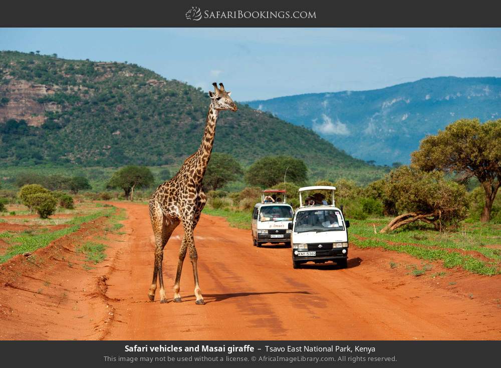 Safari vehicles and a Masai giraffe in Tsavo East National Park, Kenya