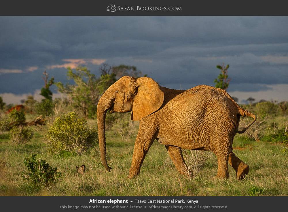 African elephant in Tsavo East National Park, Kenya