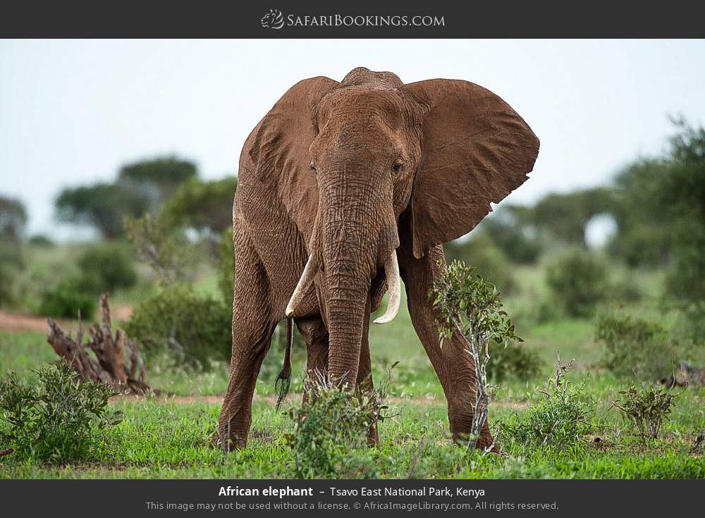 African elephant in Tsavo East National Park, Kenya