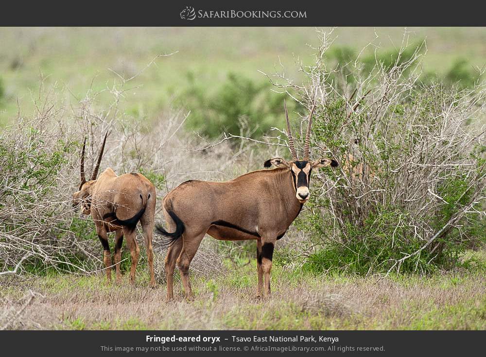 Fringe-eared oryxes in Tsavo East National Park, Kenya