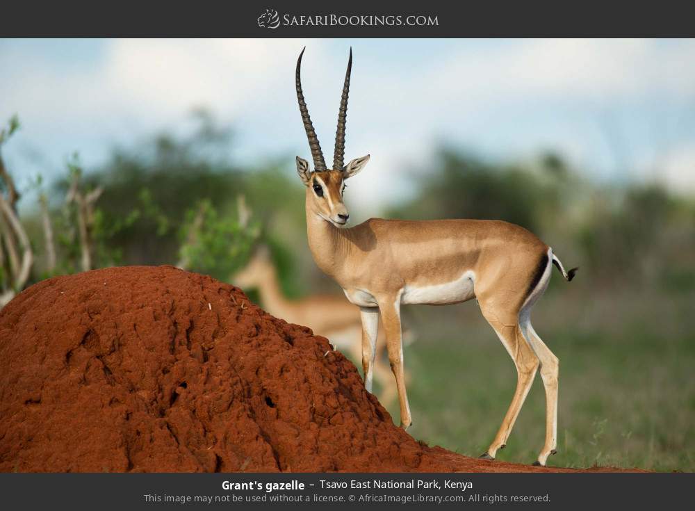 Grant's gazelle in Tsavo East National Park, Kenya