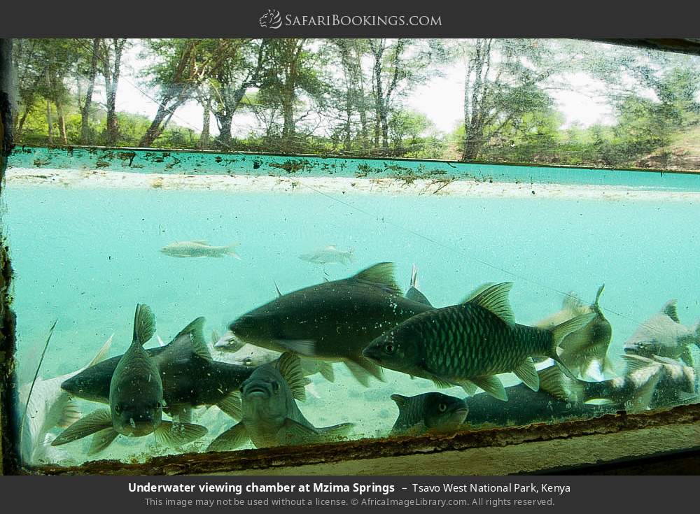 Underwater viewing chamber at Mzima Springs in Tsavo West National Park, Kenya