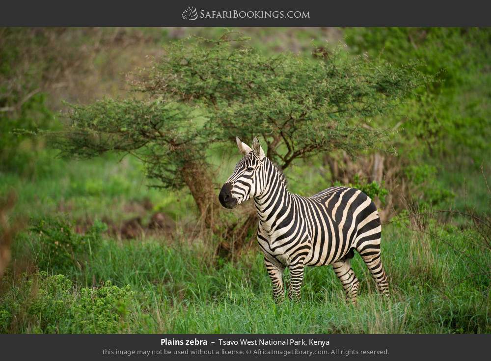 Plains zebra in Tsavo West National Park, Kenya