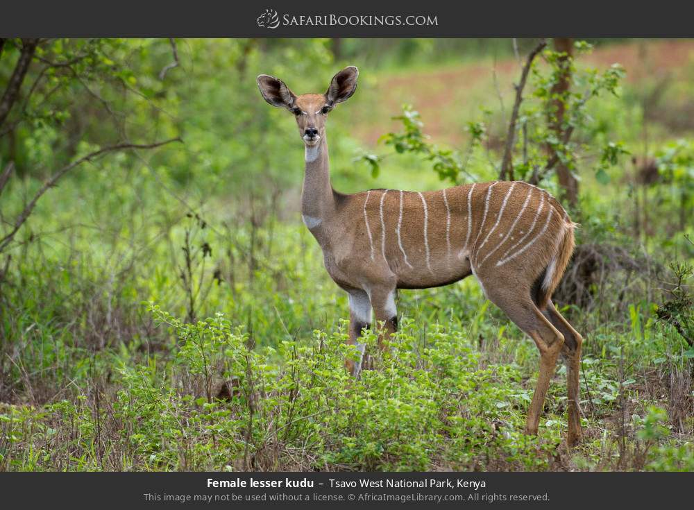 Female lesser kudu in Tsavo West National Park, Kenya