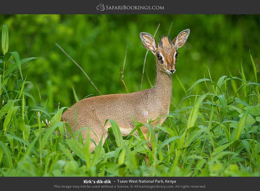 Kirk's dik-dik in Tsavo West National Park, Kenya