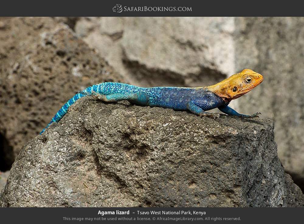 Agama lizard in Tsavo West National Park, Kenya