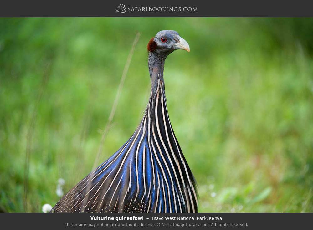 Vulturine guineafowl in Tsavo West National Park, Kenya