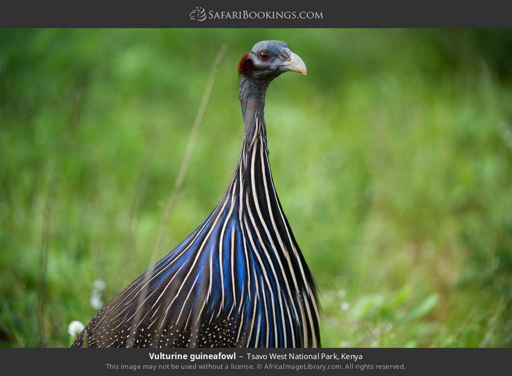 Vulturine guineafowl in Tsavo West National Park, Kenya