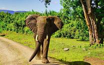 Aberdare National Park
