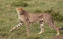 Mara Naboisho Conservancy