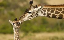 Masai giraffe with young