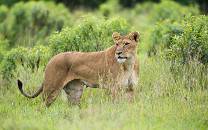 Ol Pejeta Conservancy