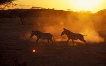 Shaba National Reserve