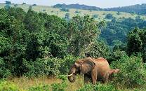 Shimba Hills National Reserve