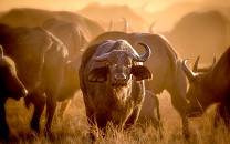 Tsavo West National Park