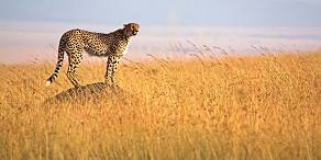 Open Photos