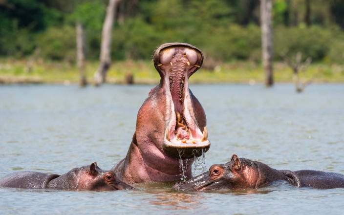 Open Photos