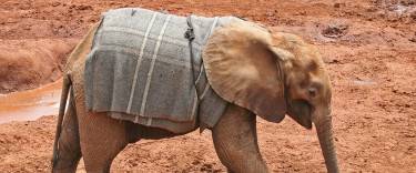Orphaned elephant calf