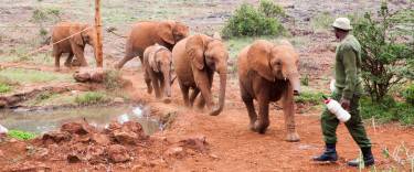 Baby elephants arrive at the play area where they will be fed