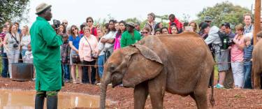 The head keeper tells the story of the elephants