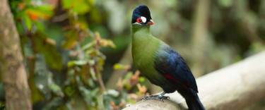 Hartlaub's turaco