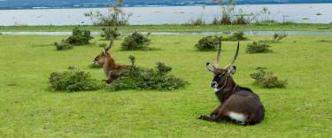 Defassa waterbuck in Crescent Island Game Sanctuary on Lake Naivasha