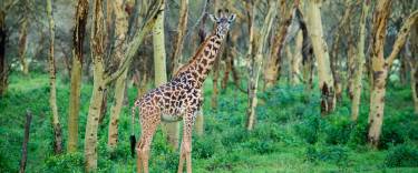 Masai giraffe standing in a yellow fever tree forest