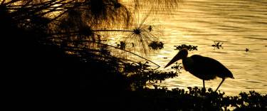 Marabou stork at sunrise