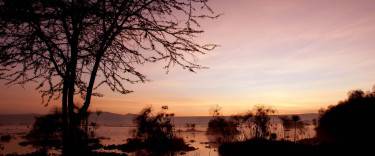 Acacia tree silhouette