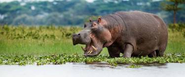 Hippo in the water