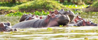 Hippo pod