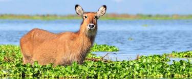 Waterbuck standing in the water