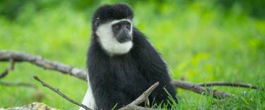 Back-and-white colobus at Elsamere Lodge