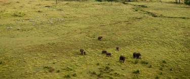 African elephants seen from a hot-air balloon