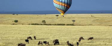 Balloon safari over a herd of wildebeest